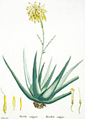 Aloe plant,historical artwork
