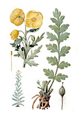 Yellow poppy,historical artwork
