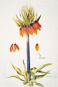 Crown imperial,18th century