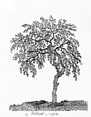 Pollarded aspen tree,18th century