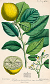 Citron melon,19th century