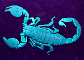 Emperor scorpion,ultraviolet light