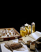 Selection of museum specimens
