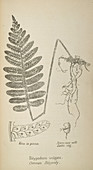 Common polypody fern,19th century