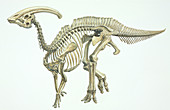 Parasaurolophus dinosaur skeleton