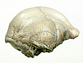 Homo erectus skull fragment