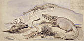 Prehistoric marine reptiles