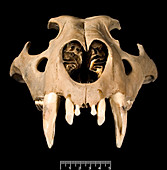 Lion skull,upper section