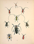 Cerambycid beetles,19th century