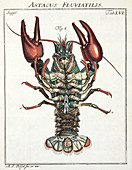 European crayfish,18th century