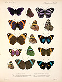 Central American butterflies