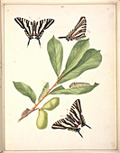 Swallowtail butterfly,19th century