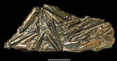 Belemnite fossils