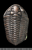 Calymene trilobite fossil