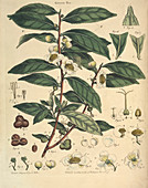 Natural History of the Tea Tree,1769