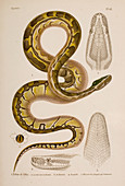African rock python,19th century