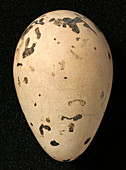 Great auk egg