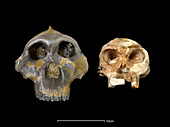 Australopithecus and Homo habilis skulls