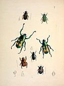 Goliath beetles,19th century