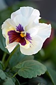 Pansy (Viola x wittrockiana)