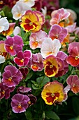 Viola 'Light Strawberry Sundae'