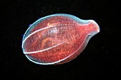 Comb jelly with food visible inside