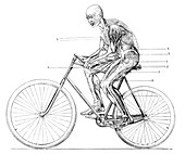 Muscles used in cycling,19th century