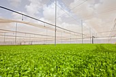 Celery in a greenhouse