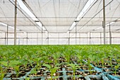 Celery in a greenhouse