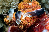 Headshield slugs on soft coral