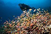 SCUBA diving,Indonesia