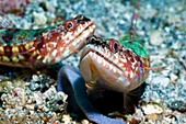 Variegated lizard fish