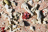 Organ pipe coral on a beach