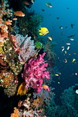 Coral reef,Indonesia