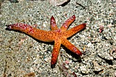 Luzon starfish on the seabed