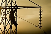 Electricity pylon worker