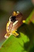 Hourglass treefrog on a leaf