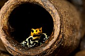 Poison arrow frog