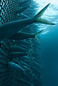 Sardinella fish in a fishing net