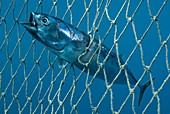 Bullet tuna in a fishing net