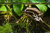 Harlequin toads mating