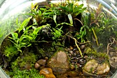 Tropical vivarium