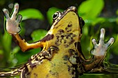 Harlequin toads mating