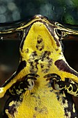 Harlequin toads mating