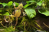 Harlequin toads mating