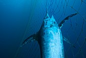 Swordfish in a fishing net