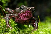 Poisonous toad