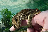 Common toad grasping a finger