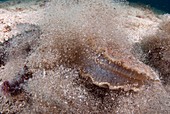 Starfish hunting a scallop