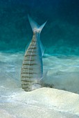 Striped seabream searching for prey